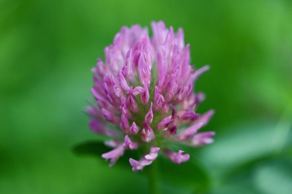 red clover, meadow clover, pointed flower-8098398.jpg