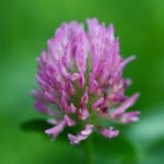 red clover, meadow clover, pointed flower-8098398.jpg