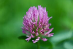 red clover, meadow clover, pointed flower-8098398.jpg