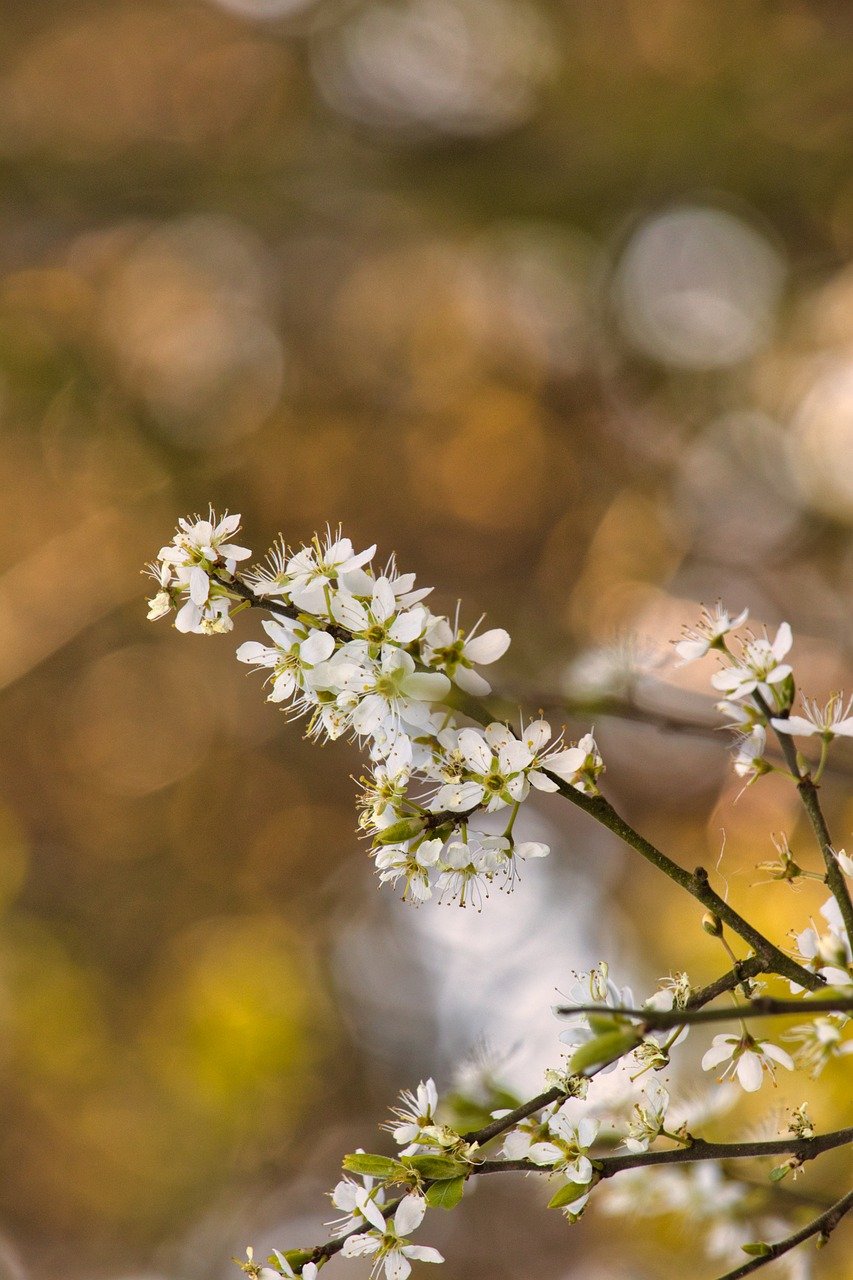 zweig, blüten, frühling-8094969.jpg